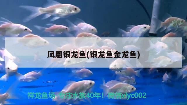 鳳凰銀龍魚(銀龍魚金龍魚)