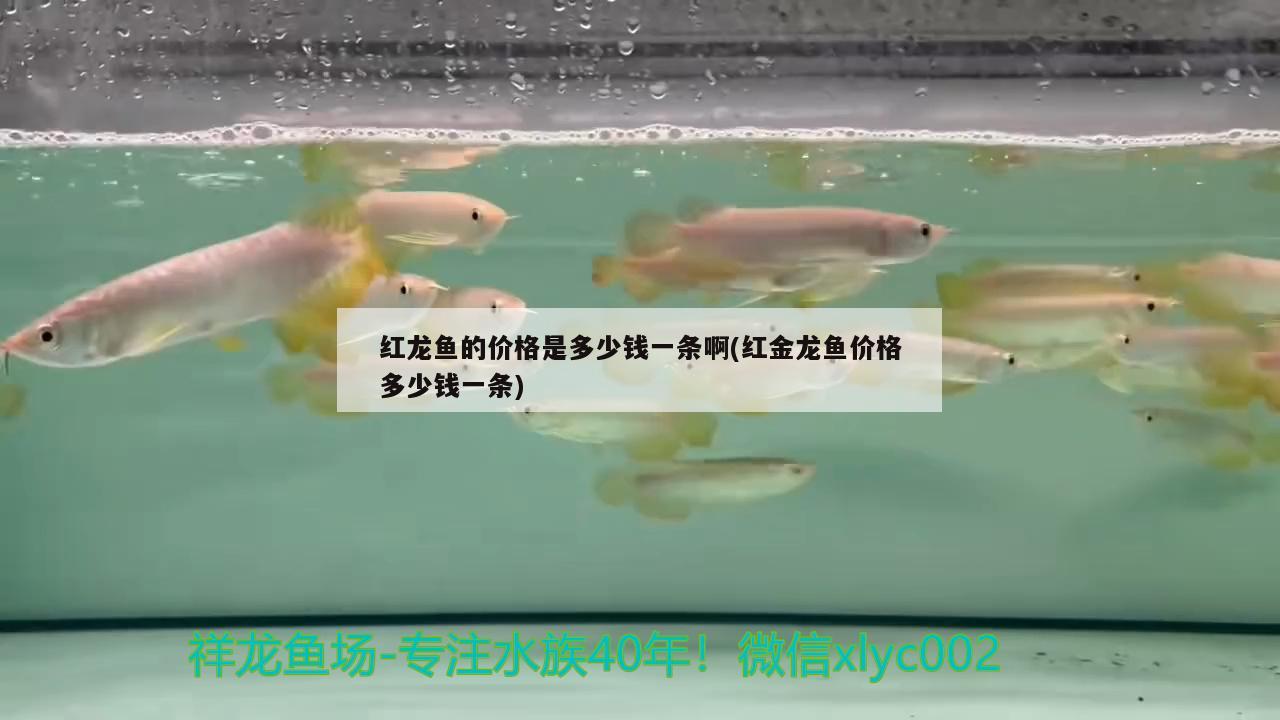 紅龍魚的價格是多少錢一條啊(紅金龍魚價格多少錢一條) 大白鯊魚