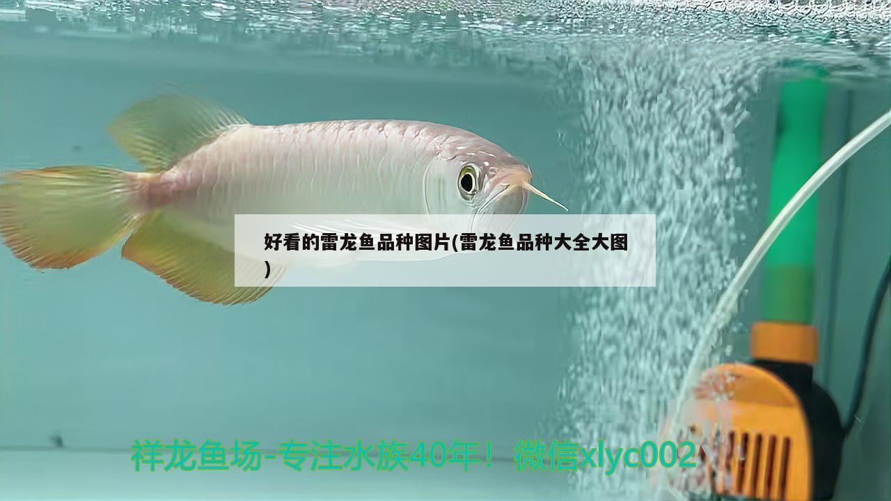 好看的雷龍魚品種圖片(雷龍魚品種大全大圖) 黑金魟魚