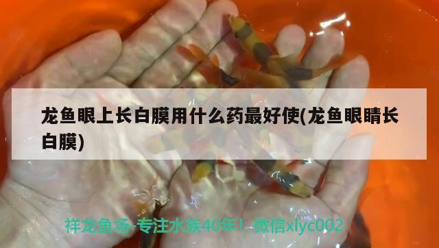 龍魚眼上長白膜用什么藥最好使(龍魚眼睛長白膜) 紅頭利魚