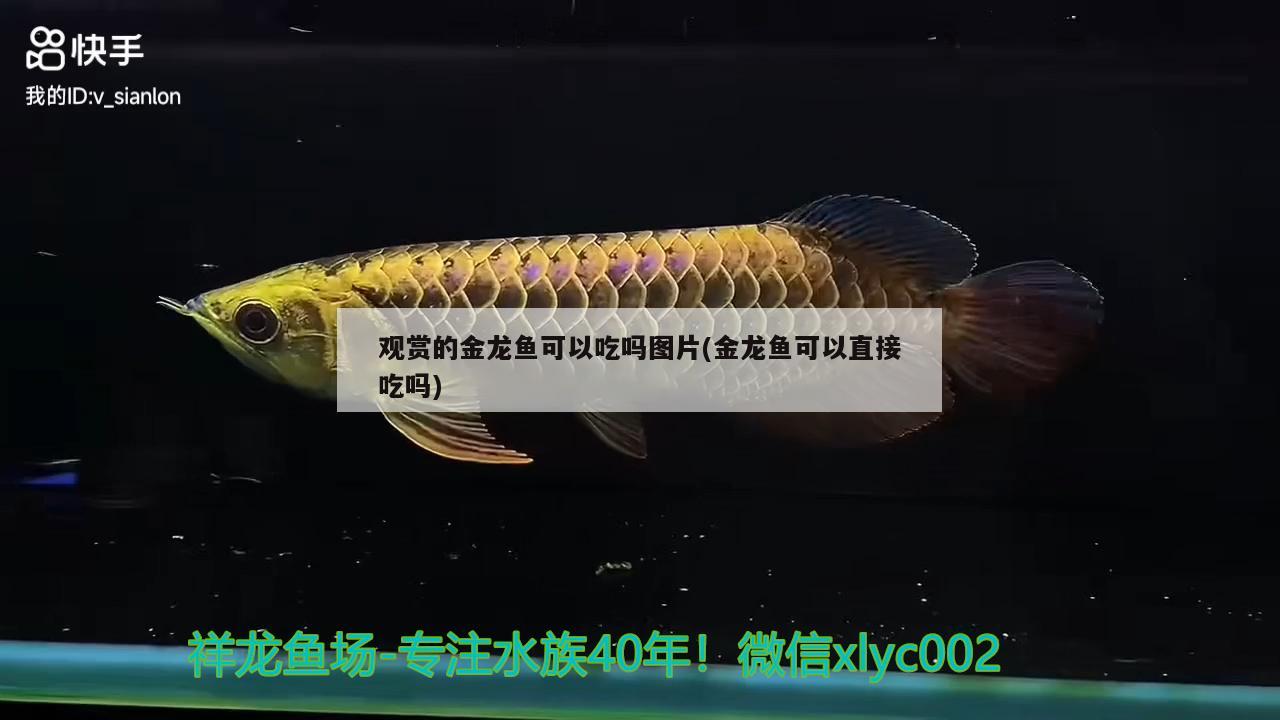 觀賞的金龍魚可以吃嗎圖片(金龍魚可以直接吃嗎)