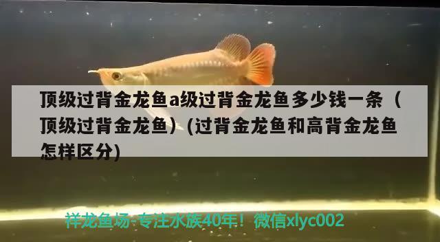 泰州水族批發(fā)市場(chǎng)在哪里有賣的：泰州最大水產(chǎn)市場(chǎng) 觀賞魚水族批發(fā)市場(chǎng) 第2張