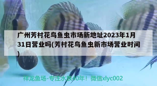 廣州芳村花鳥魚蟲市場新地址2023年1月31日營業(yè)嗎(芳村花鳥魚蟲新市場營業(yè)時(shí)間)