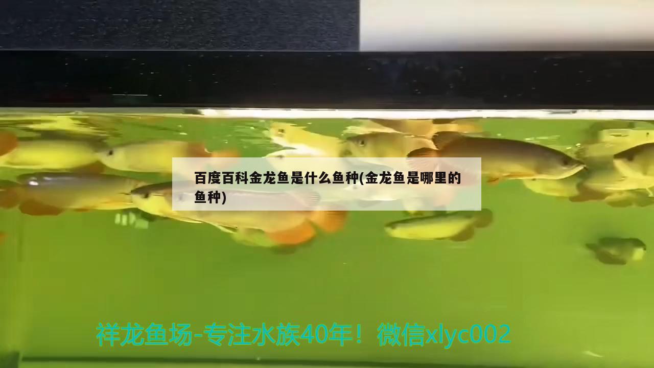 百度百科金龍魚是什么魚種(金龍魚是哪里的魚種)