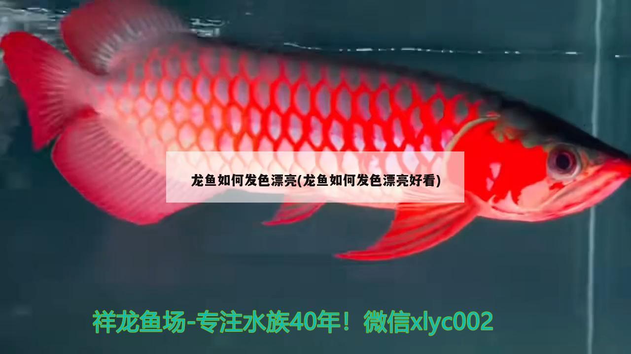 龍魚如何發(fā)色漂亮(龍魚如何發(fā)色漂亮好看) 銀古魚苗