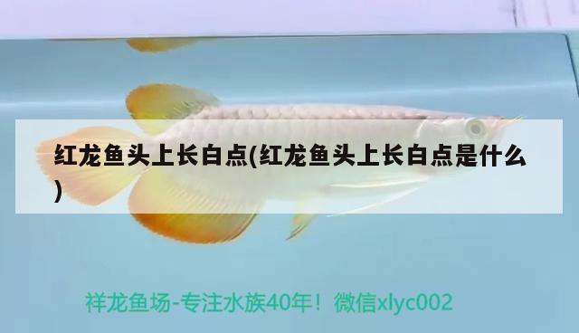 漢中魚缸售后維護(hù)電話 其他品牌魚缸 第1張