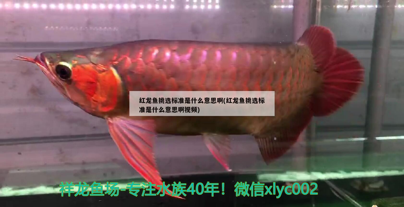 紅龍魚挑選標(biāo)準(zhǔn)是什么意思啊(紅龍魚挑選標(biāo)準(zhǔn)是什么意思啊視頻)