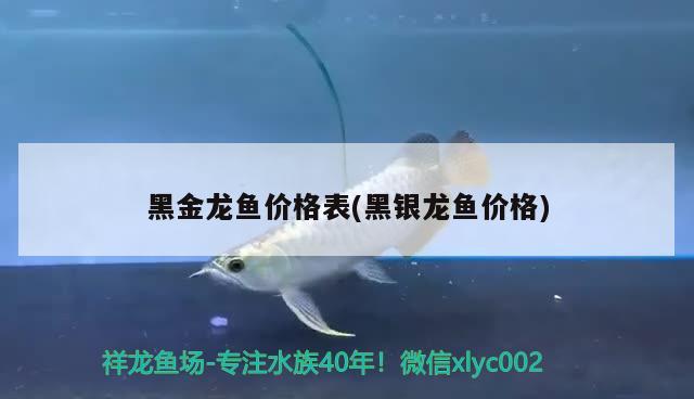 黑金龍魚價(jià)格表(黑銀龍魚價(jià)格)