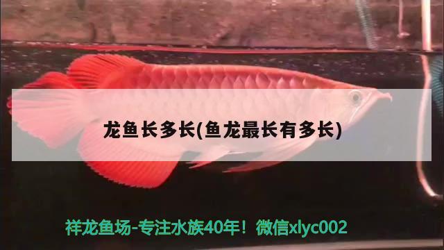 龍魚長多長(魚龍最長有多長)