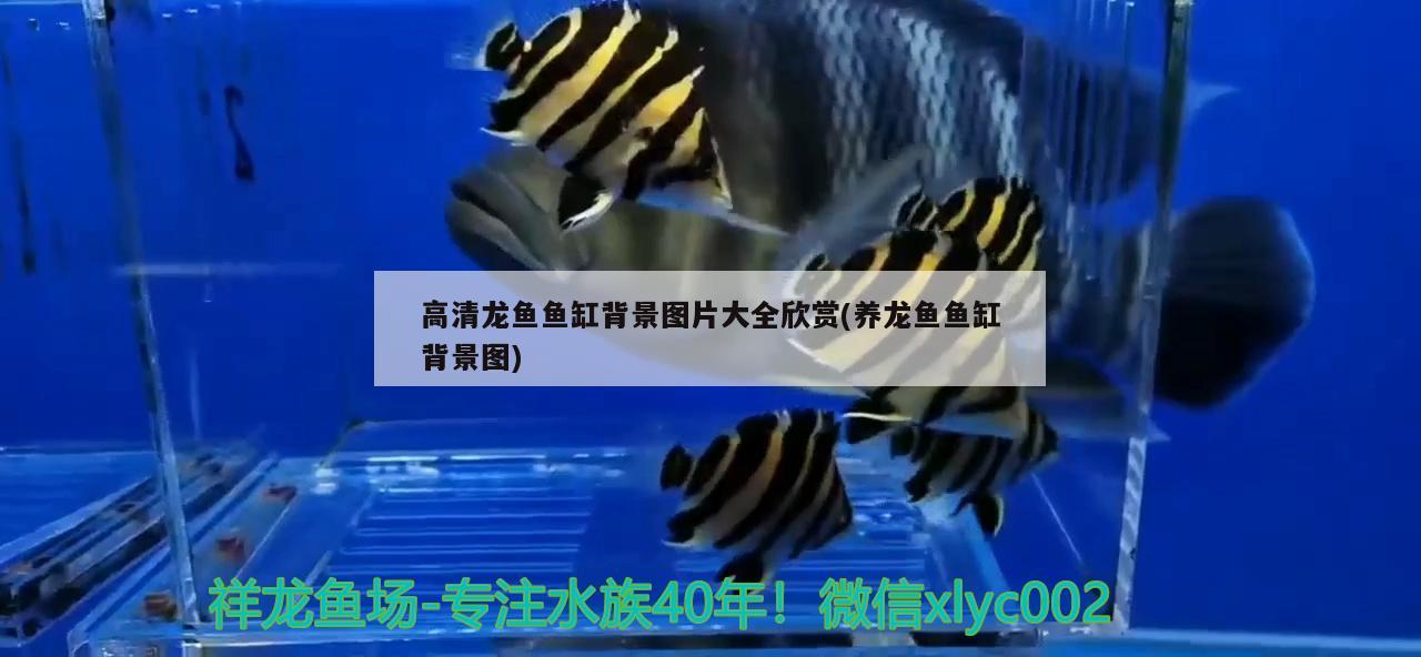 長春二手魚缸交易市場在哪個位置好 長春市二手魚缸最新發(fā)布