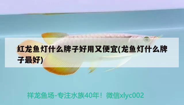 紅龍魚(yú)燈什么牌子好用又便宜(龍魚(yú)燈什么牌子最好)