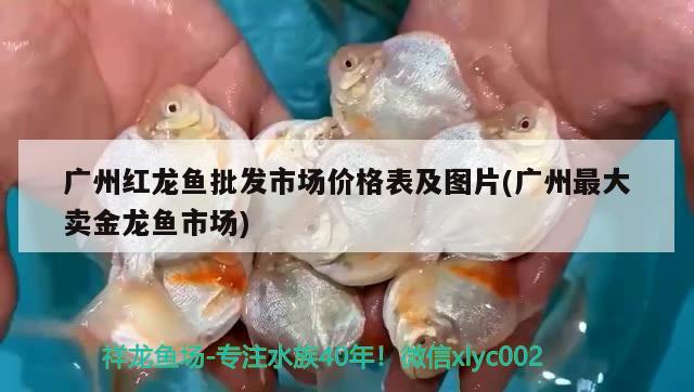 廣州紅龍魚批發(fā)市場(chǎng)價(jià)格表及圖片(廣州最大賣金龍魚市場(chǎng)) 龍魚批發(fā)