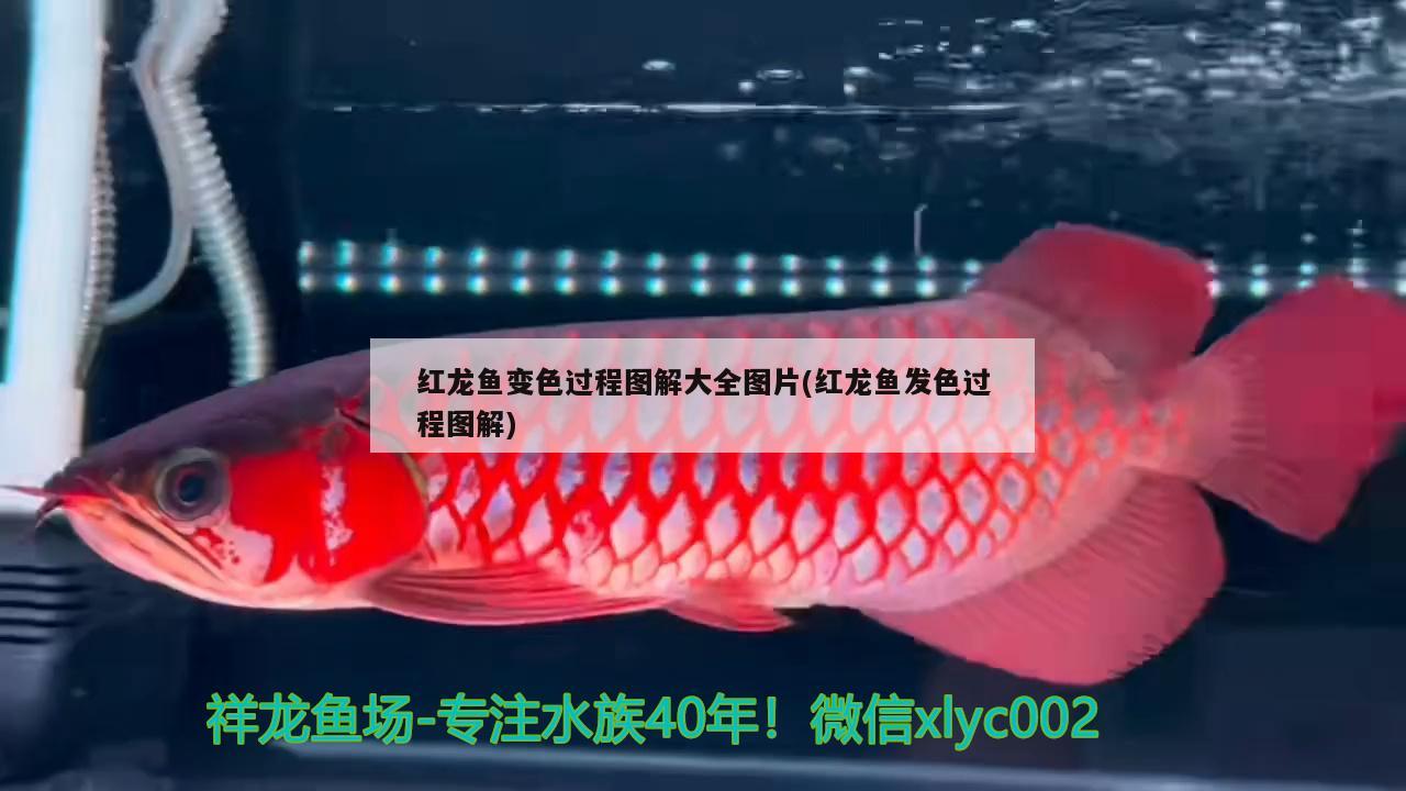 魚缸的水為什么容易渾濁呢（魚缸的水為什么會渾濁）