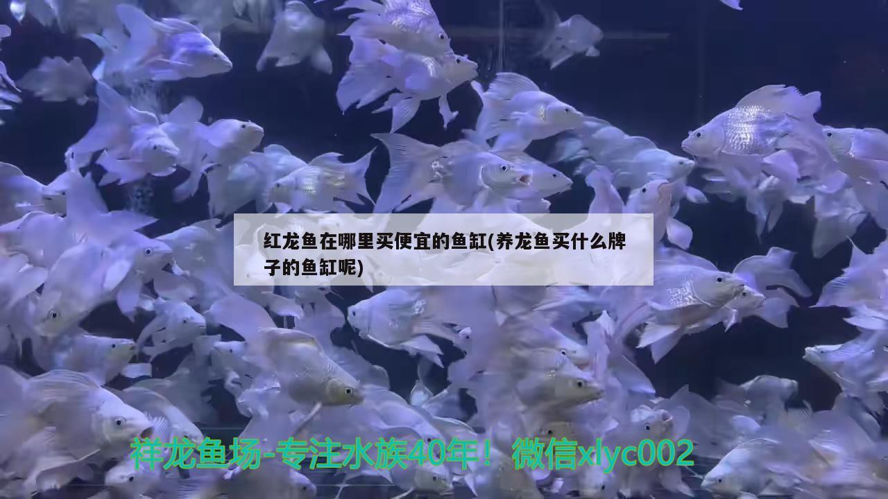 紅龍魚在哪里買便宜的魚缸(養(yǎng)龍魚買什么牌子的魚缸呢)