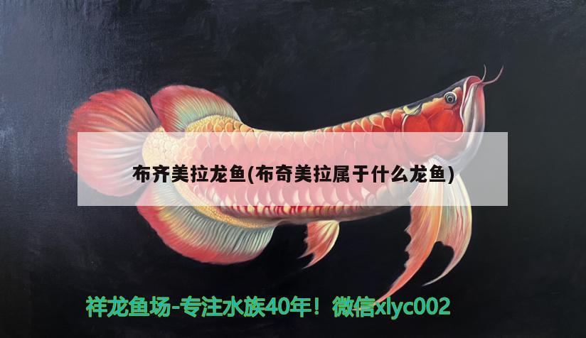 布齊美拉龍魚(yú)(布奇美拉屬于什么龍魚(yú))