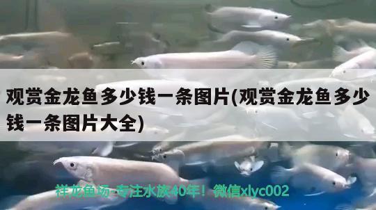 觀賞金龍魚多少錢一條圖片(觀賞金龍魚多少錢一條圖片大全) 魚缸水質(zhì)穩(wěn)定劑