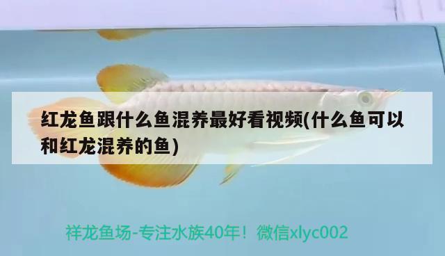 阿勒泰觀賞魚市場樂趣在于互動 觀賞魚市場（混養(yǎng)魚） 第2張