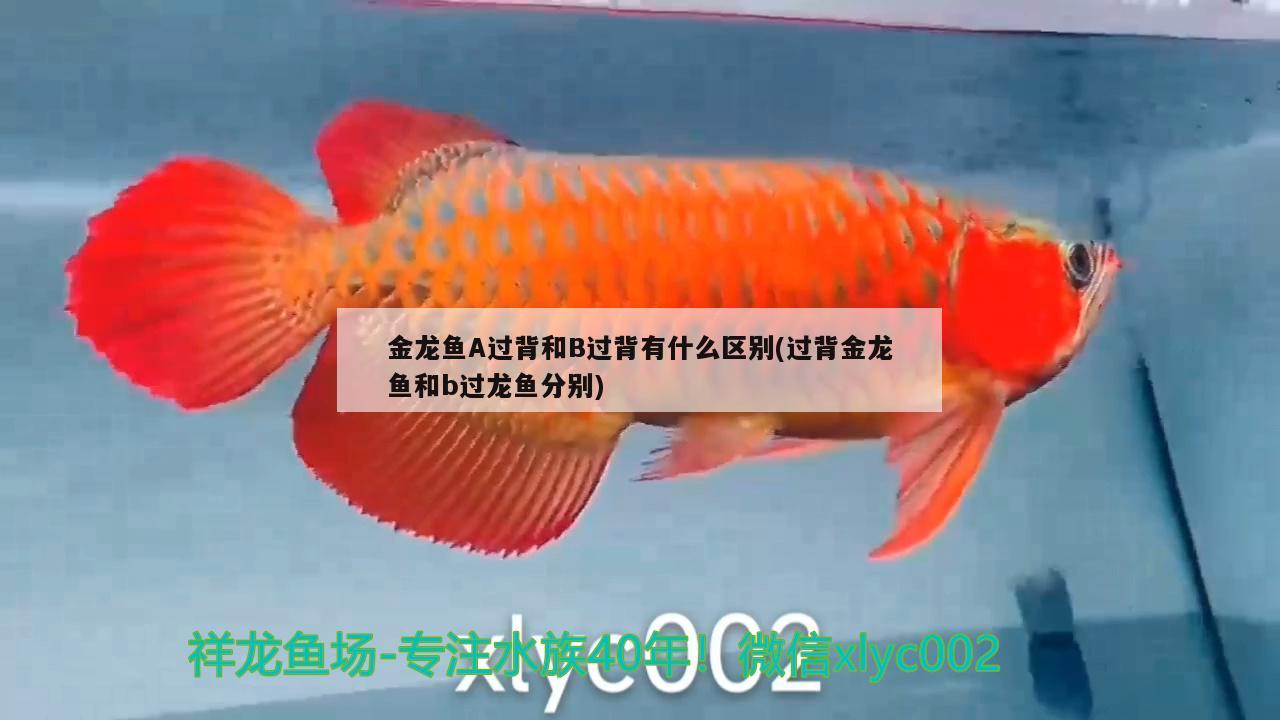 金龍魚A過背和B過背有什么區(qū)別(過背金龍魚和b過龍魚分別) 金龍魚百科