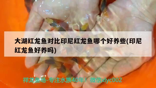 大湖紅龍魚對比印尼紅龍魚哪個好養(yǎng)些(印尼紅龍魚好養(yǎng)嗎) 大湖紅龍魚