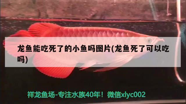 龍魚能吃死了的小魚嗎圖片(龍魚死了可以吃嗎) 賽級紅龍魚