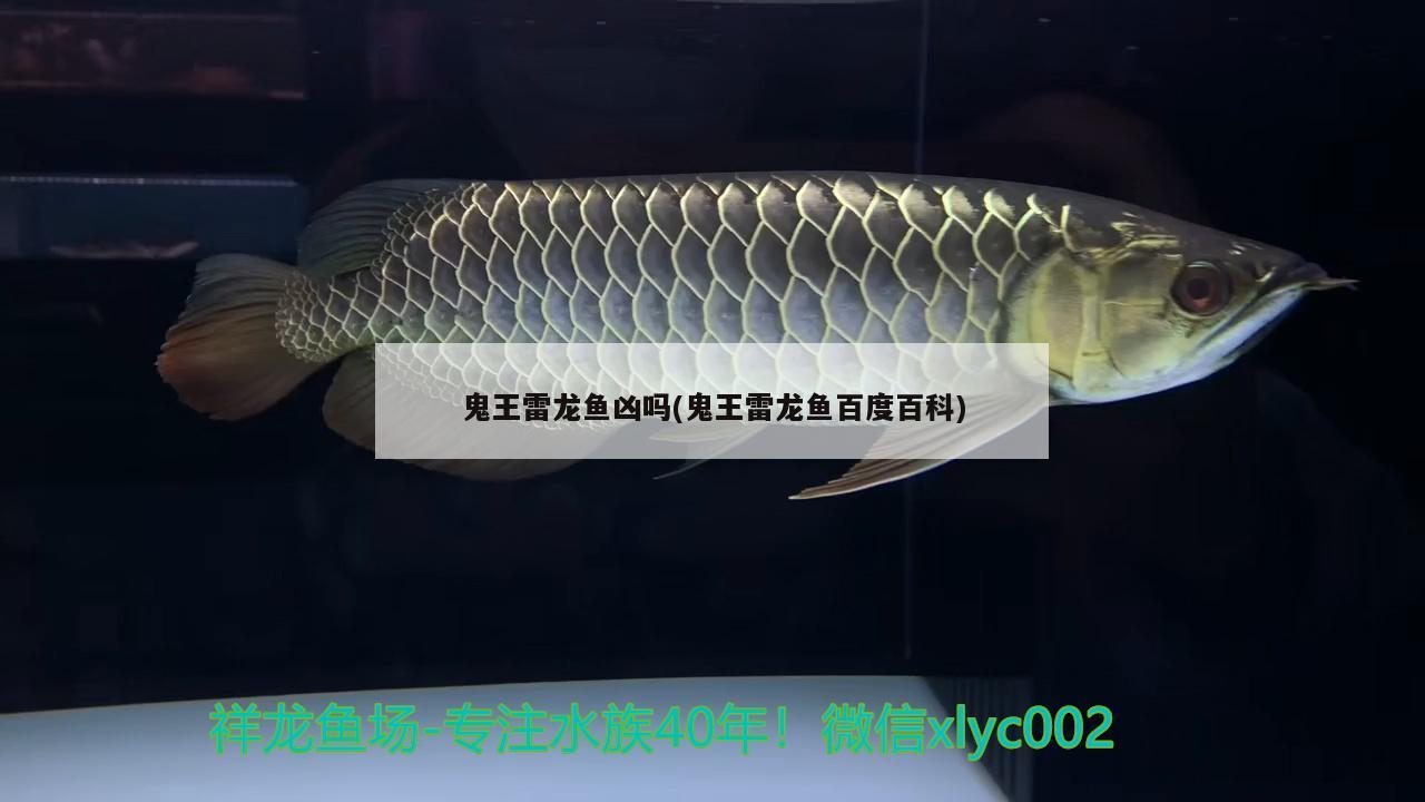 鬼王雷龍魚兇嗎(鬼王雷龍魚百度百科) 月光鴨嘴魚苗