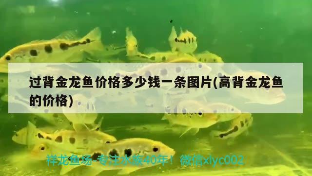 過背金龍魚價(jià)格多少錢一條圖片(高背金龍魚的價(jià)格) 高背金龍魚