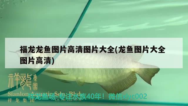 福龍龍魚圖片高清圖片大全(龍魚圖片大全圖片高清) 錦鯉池魚池建設(shè) 第2張