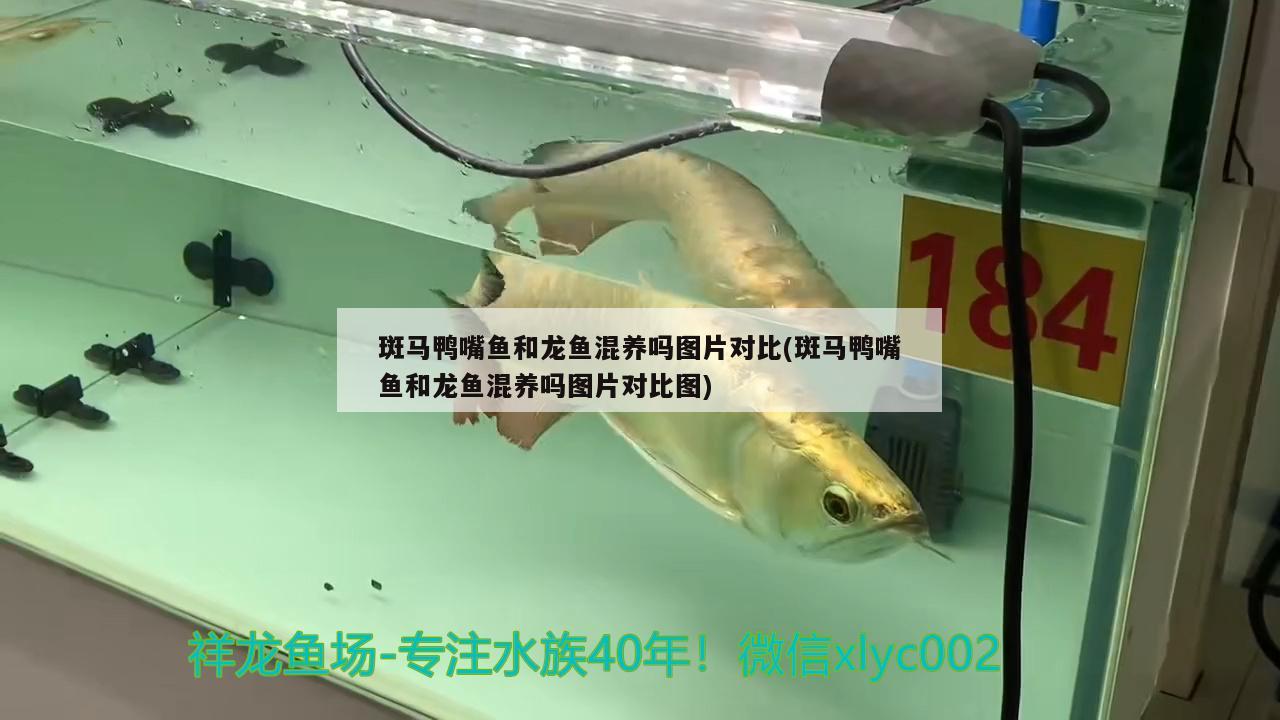 斑馬鴨嘴魚和龍魚混養(yǎng)嗎圖片對比(斑馬鴨嘴魚和龍魚混養(yǎng)嗎圖片對比圖)