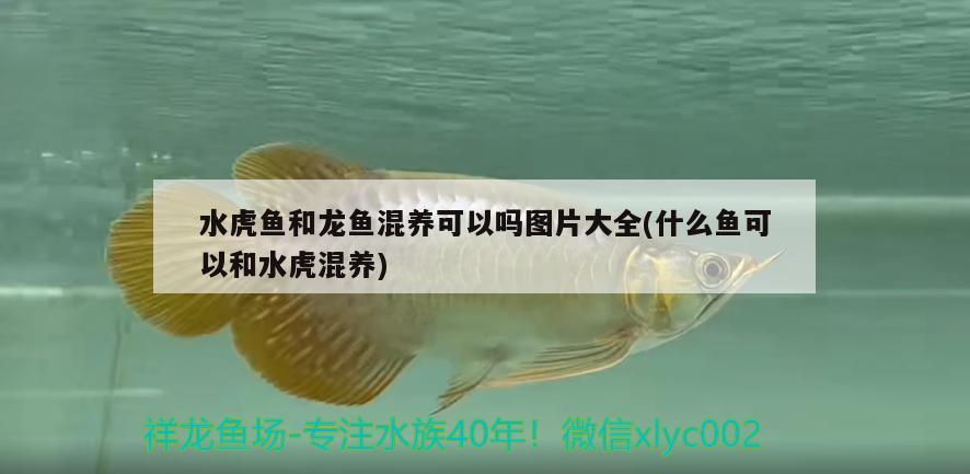 水虎魚和龍魚混養(yǎng)可以嗎圖片大全(什么魚可以和水虎混養(yǎng)) 食人魚（水虎）