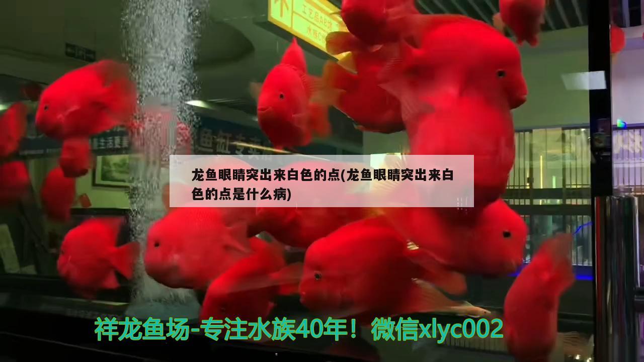 龍魚(yú)眼睛突出來(lái)白色的點(diǎn)(龍魚(yú)眼睛突出來(lái)白色的點(diǎn)是什么病) 翡翠鳳凰魚(yú)