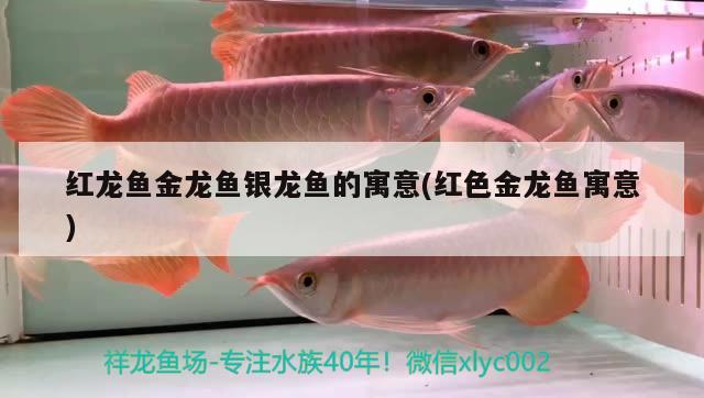 紅龍魚金龍魚銀龍魚的寓意(紅色金龍魚寓意)