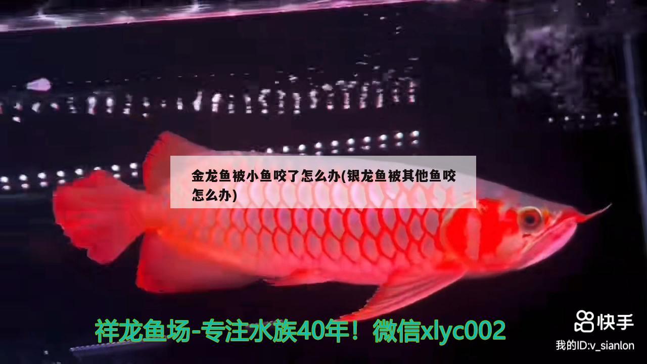 金龍魚被小魚咬了怎么辦(銀龍魚被其他魚咬怎么辦)