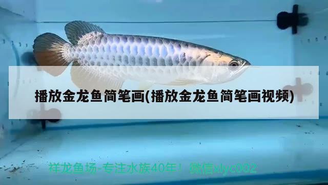 播放金龍魚簡筆畫(播放金龍魚簡筆畫視頻) 白子銀龍魚苗