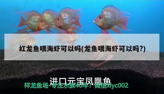 紅龍魚喂海蝦可以嗎(龍魚喂海蝦可以嗎?)