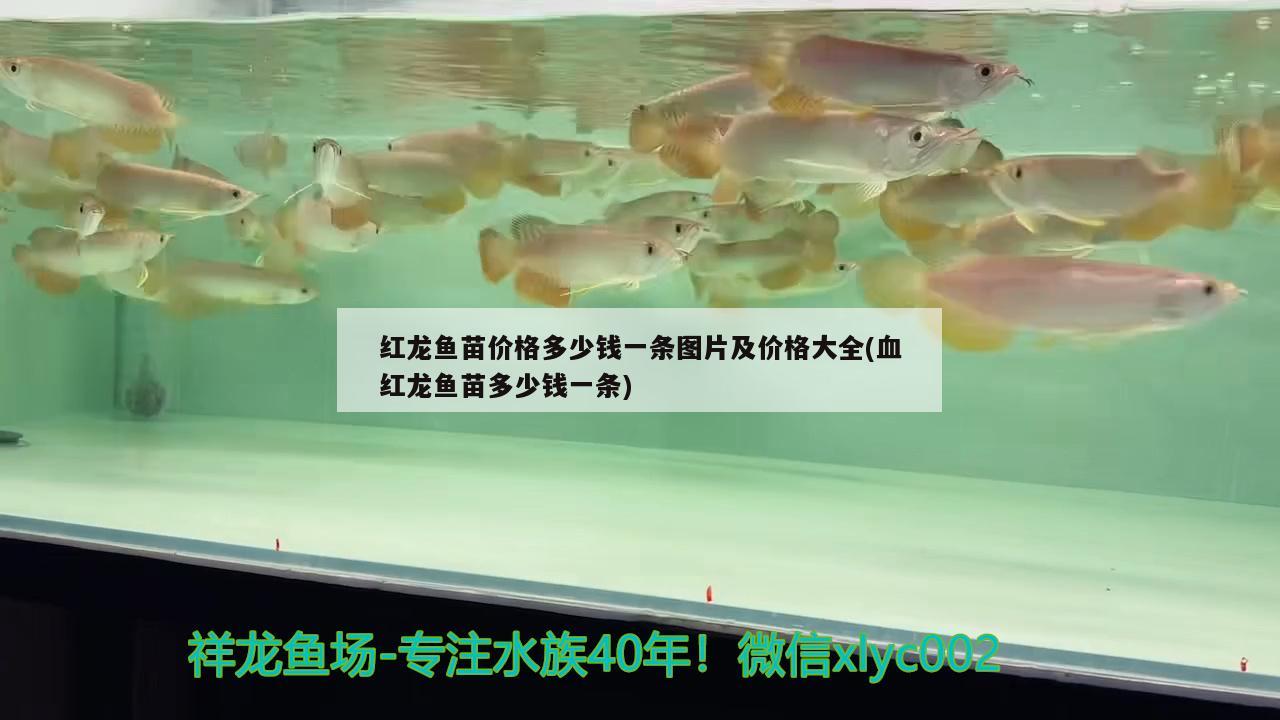 紅龍魚要怎么養(yǎng)才會紅眼睛(紅龍魚怎么養(yǎng)及喂養(yǎng)技巧) 圣菲埃及魚