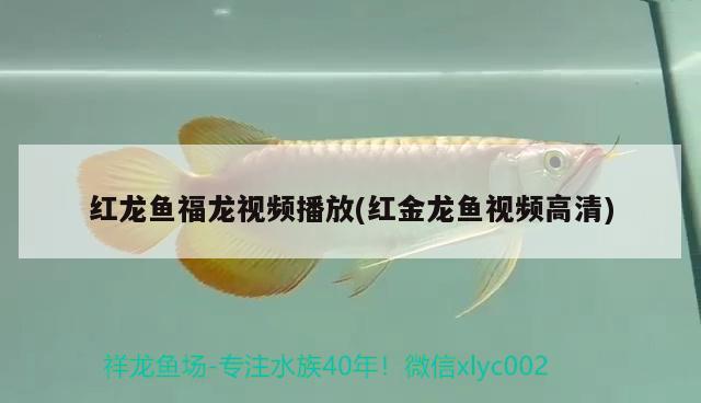 紅龍魚福龍視頻播放(紅金龍魚視頻高清) 女王大帆魚