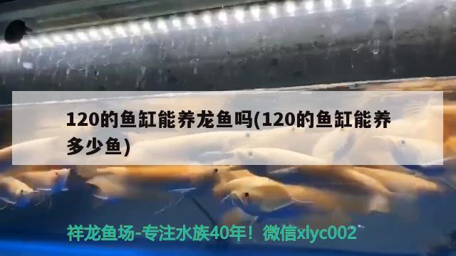 120的魚缸能養(yǎng)龍魚嗎(120的魚缸能養(yǎng)多少魚)