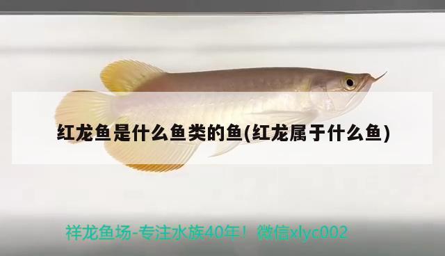 紅龍魚是什么魚類的魚(紅龍屬于什么魚)