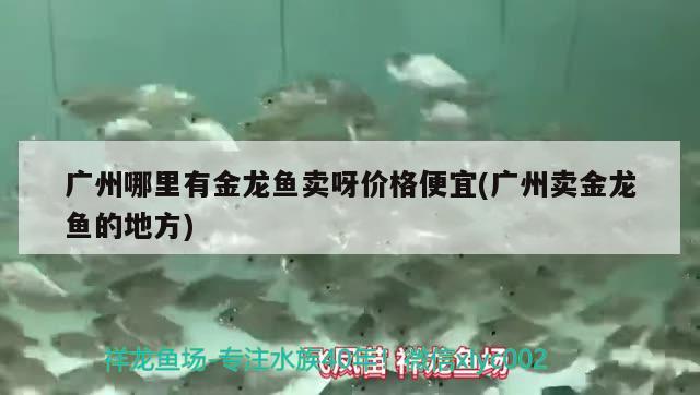 廣州哪里有金龍魚賣呀價格便宜(廣州賣金龍魚的地方)