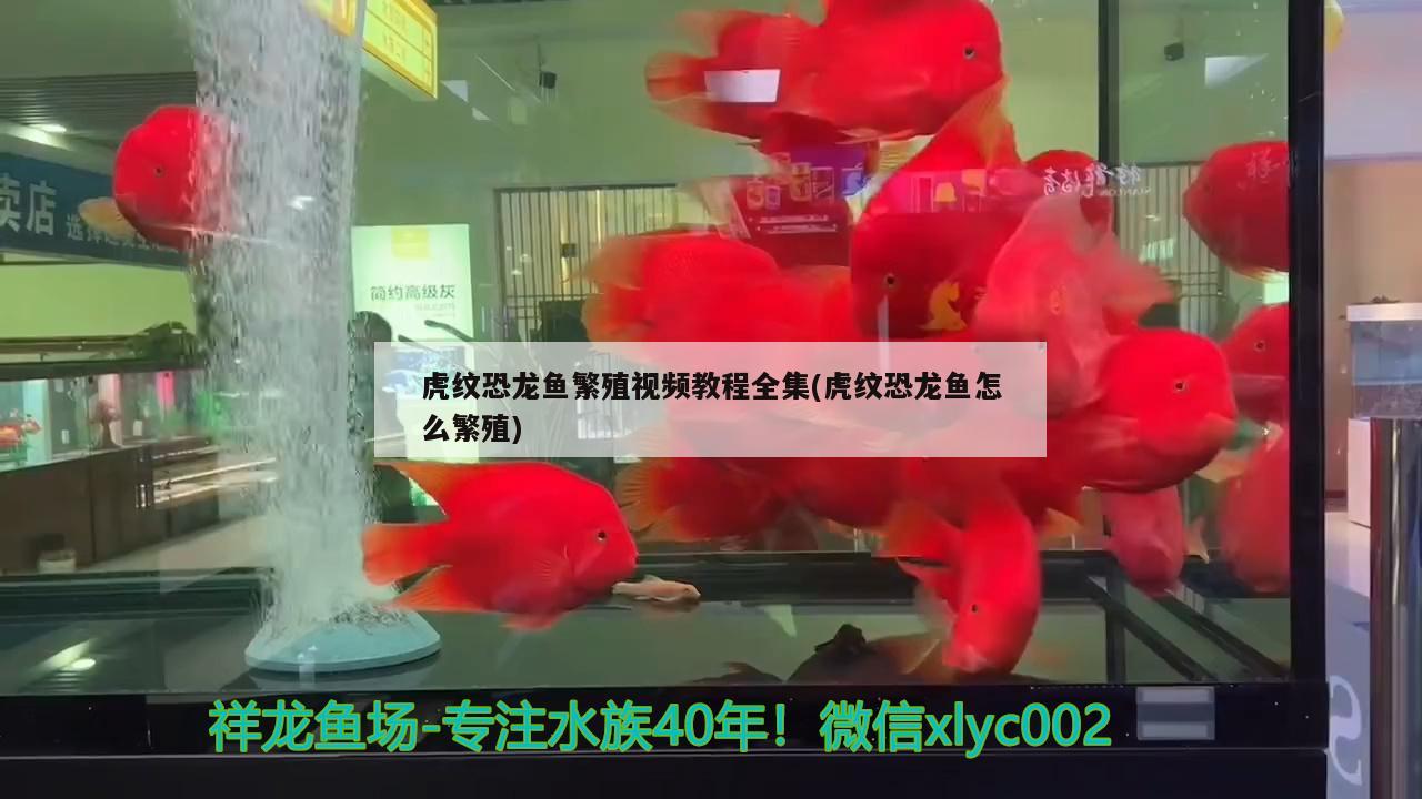 虎紋恐龍魚繁殖視頻教程全集(虎紋恐龍魚怎么繁殖)