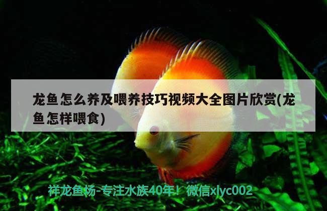 龍魚怎么養(yǎng)及喂養(yǎng)技巧視頻大全圖片欣賞(龍魚怎樣喂食) 青龍魚 第2張