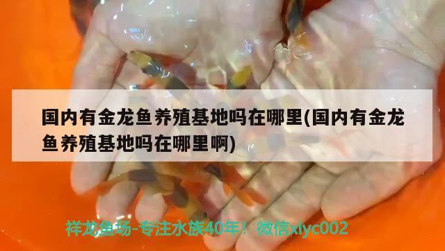 國內有金龍魚養(yǎng)殖基地嗎在哪里(國內有金龍魚養(yǎng)殖基地嗎在哪里啊) 白子黃化銀龍魚