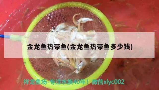 金龍魚熱帶魚(金龍魚熱帶魚多少錢)