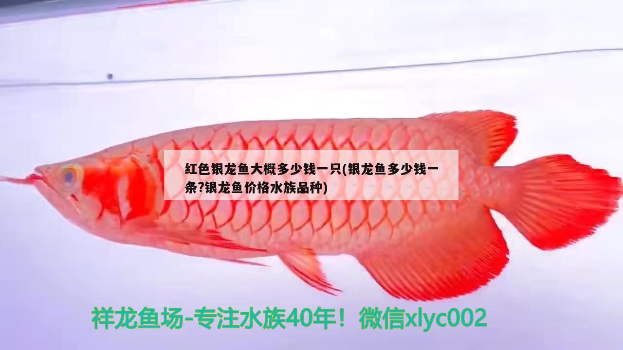 紅色銀龍魚大概多少錢一只(銀龍魚多少錢一條?銀龍魚價(jià)格水族品種)