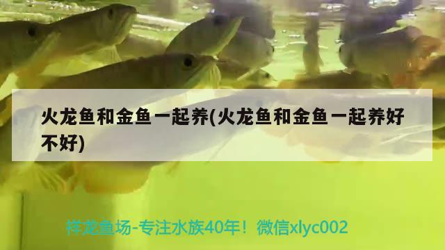 火龍魚和金魚一起養(yǎng)(火龍魚和金魚一起養(yǎng)好不好) 名貴錦鯉魚