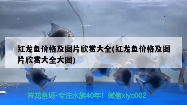 南通魚缸魚缸專賣店地址查詢的簡單介紹 速倍妥魚糧魚藥 第1張