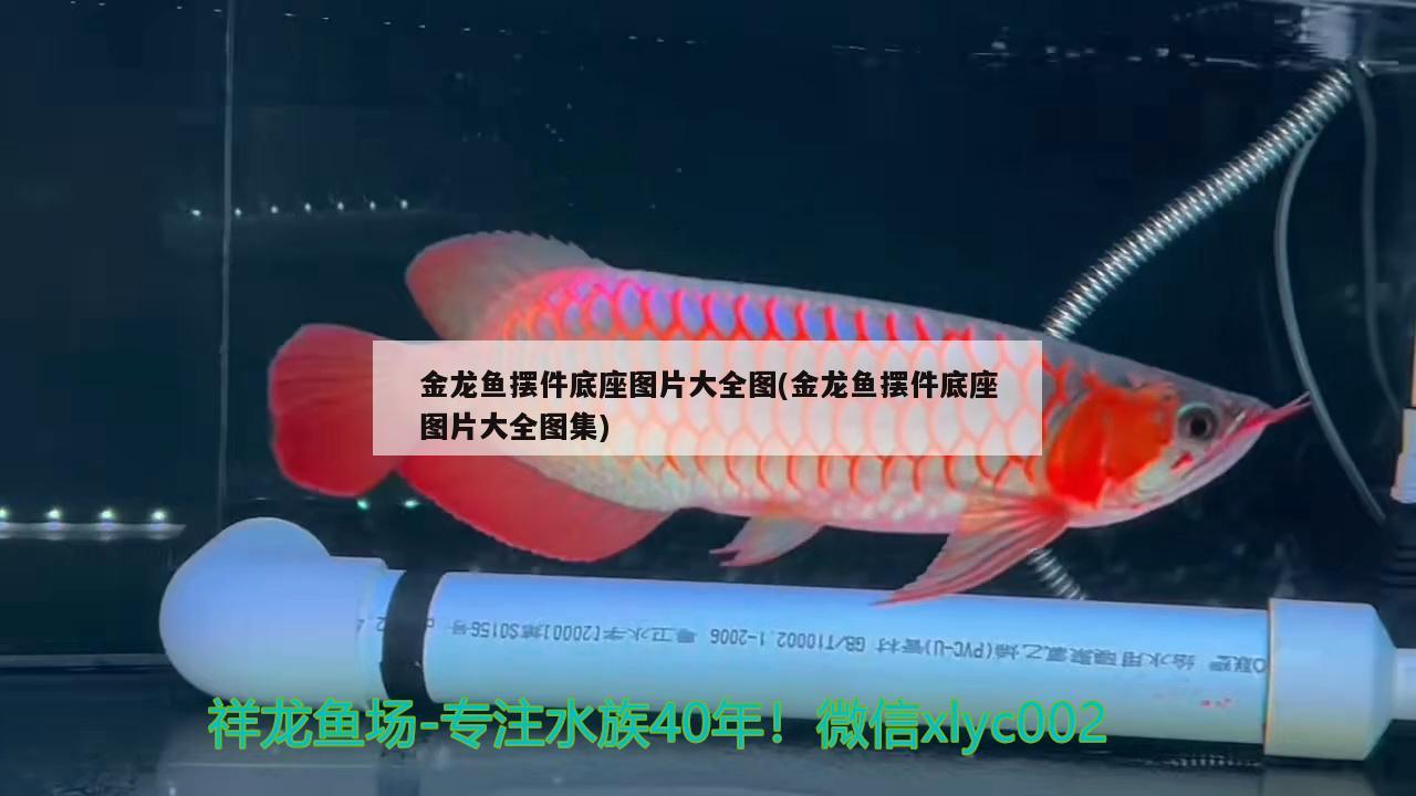 金龍魚擺件底座圖片大全圖(金龍魚擺件底座圖片大全圖集) 豹紋夫魚苗