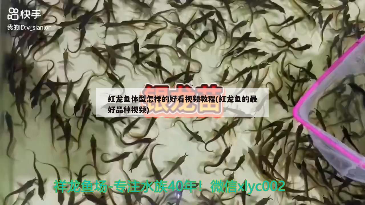 紅龍魚體型怎樣的好看視頻教程(紅龍魚的最好品種視頻)