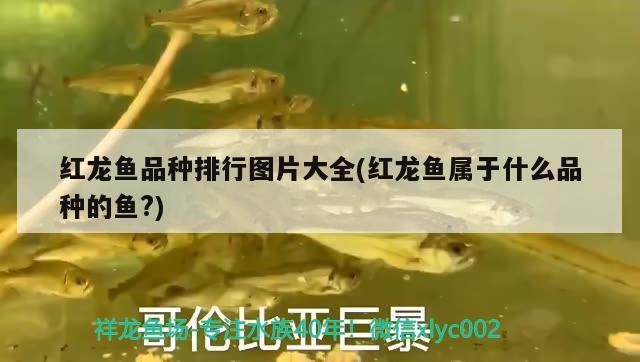 b過金龍魚多少錢(金龍魚B過) 三間鼠魚苗