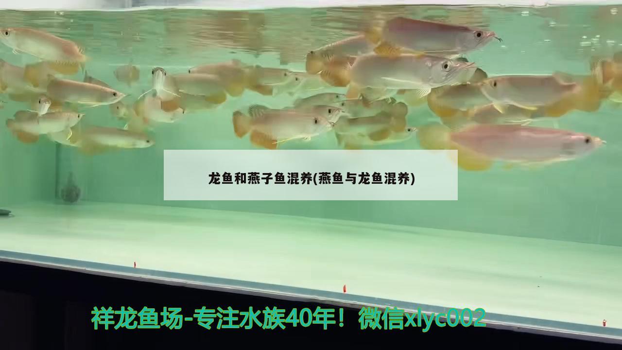 龍魚(yú)和燕子魚(yú)混養(yǎng)(燕魚(yú)與龍魚(yú)混養(yǎng)) 印尼虎苗 第2張